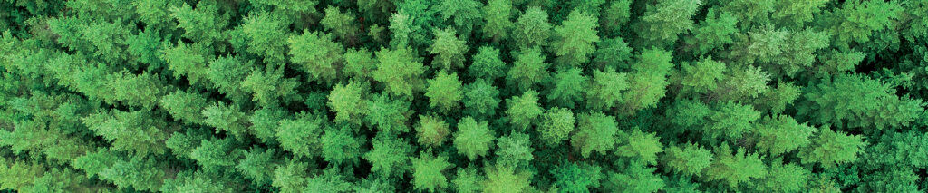 Douglas Fir - Planted Forest